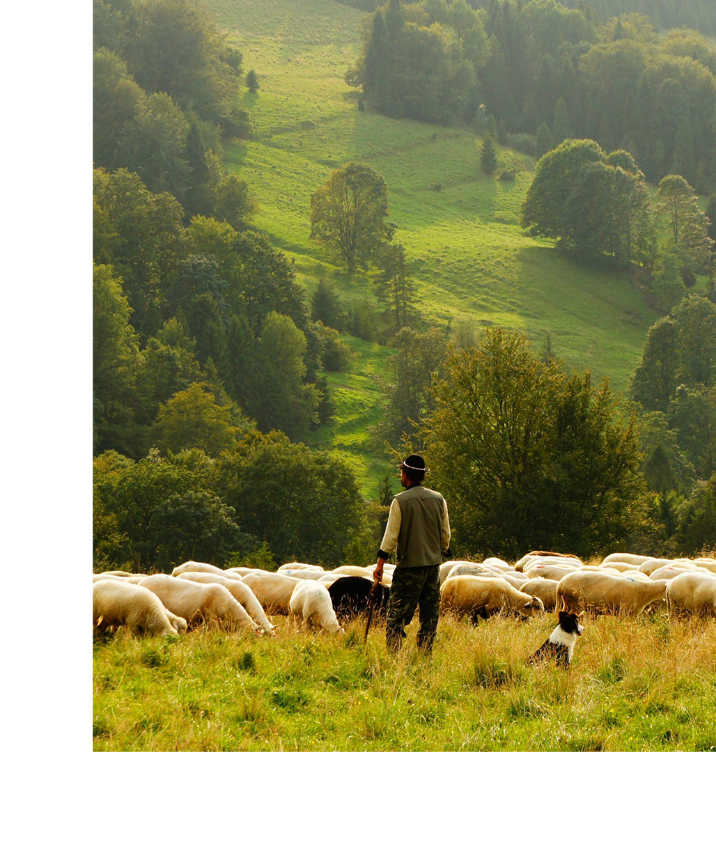 Un berger de dos surveillant son troupeau de moutons et de brebis dans une prairie verdoyante en montagne, accompagné de son chien de berger.